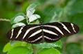 043 Zebra-Falter - Heliconius charitonius